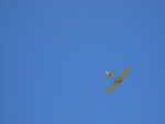 wag2009 248.jpg