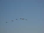 wag2009 384.jpg