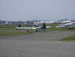 wag2009 404.jpg
